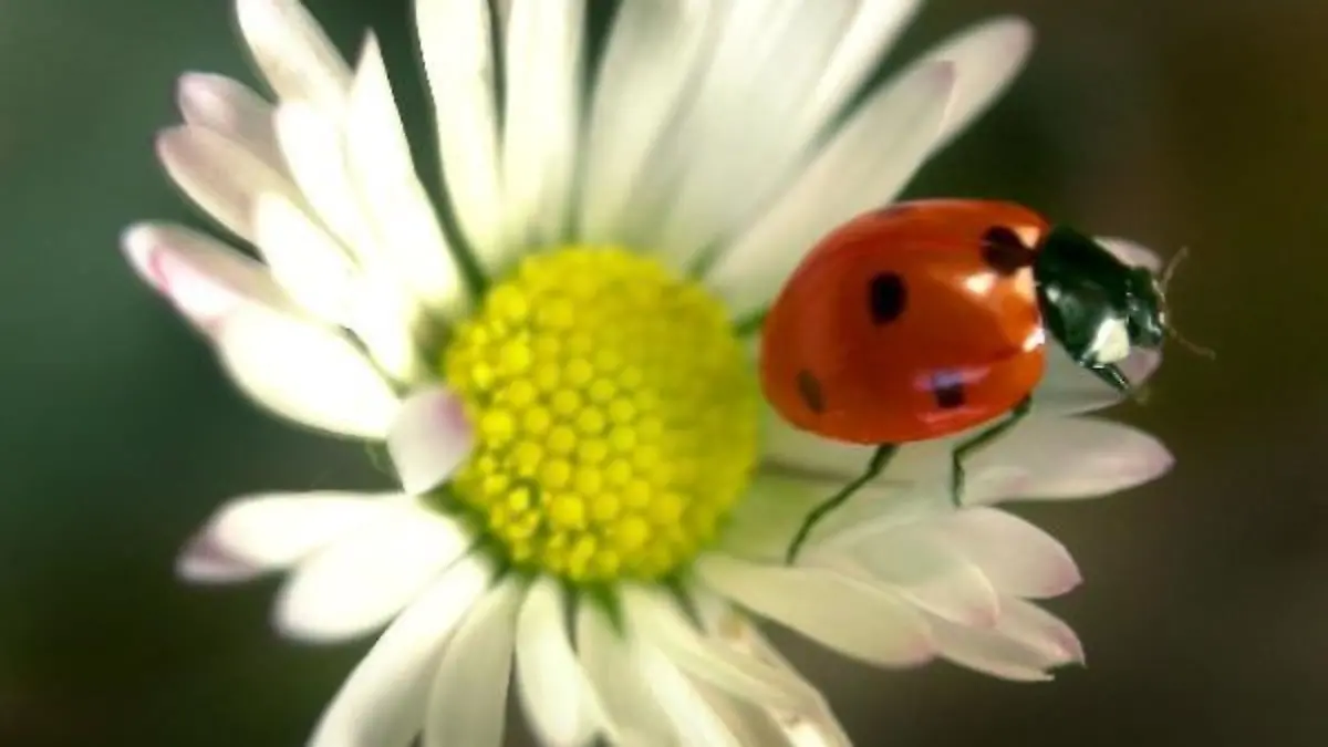 Zum Themendienst-Bericht "Tiere/Garten/Umwelt/KORR/" von Arnd Petry vom 13. März: Im Frühjahr kommen die Insekten und machen den Garten unsicher - einige von ihnen wie der Marienkäfer stehen auf der Seite des Menschen. Mit Mut zum Wildwuchs können sich Hobbygärtner ihre Eigenarten zu Nutze machen und so auch auf künstliche Pflanzengifte verzichten. (Honorarfreie Veröffentlichung nur für dpa/gms-Themendienst-Bezieher)