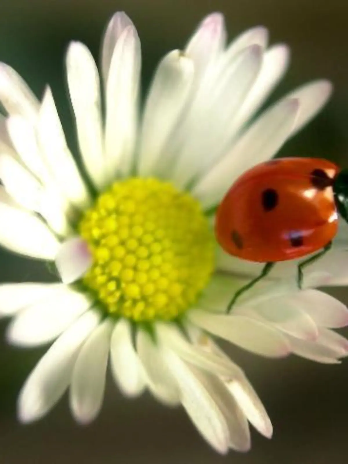 Zum Themendienst-Bericht "Tiere/Garten/Umwelt/KORR/" von Arnd Petry vom 13. März: Im Frühjahr kommen die Insekten und machen den Garten unsicher - einige von ihnen wie der Marienkäfer stehen auf der Seite des Menschen. Mit Mut zum Wildwuchs können sich Hobbygärtner ihre Eigenarten zu Nutze machen und so auch auf künstliche Pflanzengifte verzichten. (Honorarfreie Veröffentlichung nur für dpa/gms-Themendienst-Bezieher)