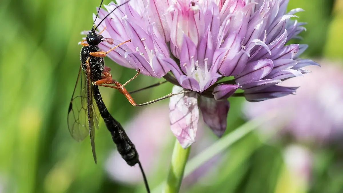 So oder so ähnlich sehen Schlupfwespen oft aus.