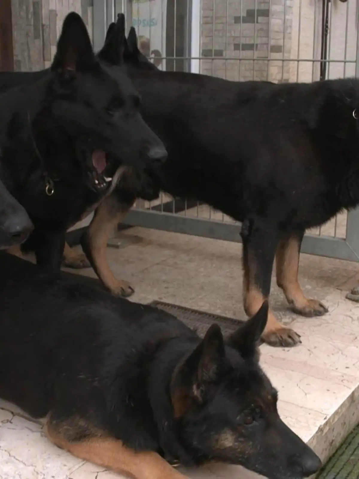 Bild zu: "Leben und Arbeiten in einer tierischen XXL-WG mit 40 Hunden"