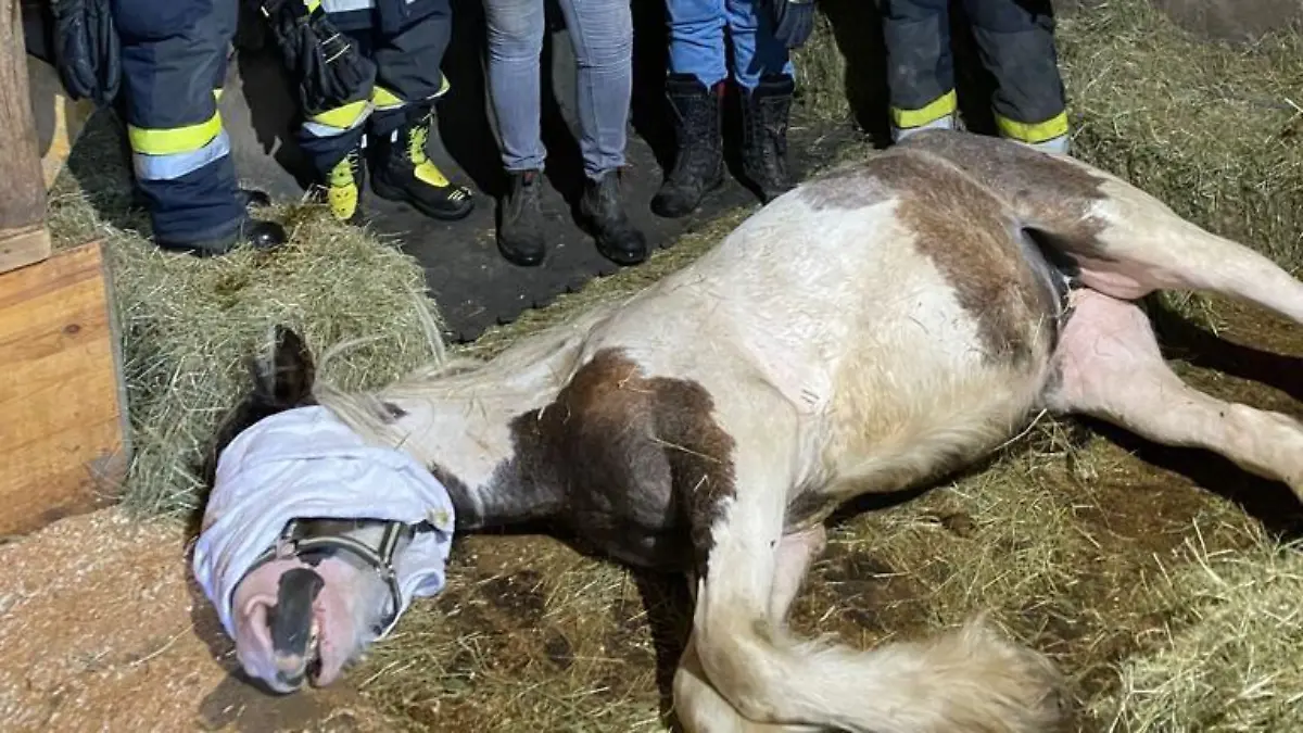 Pferderettung in Kärnten