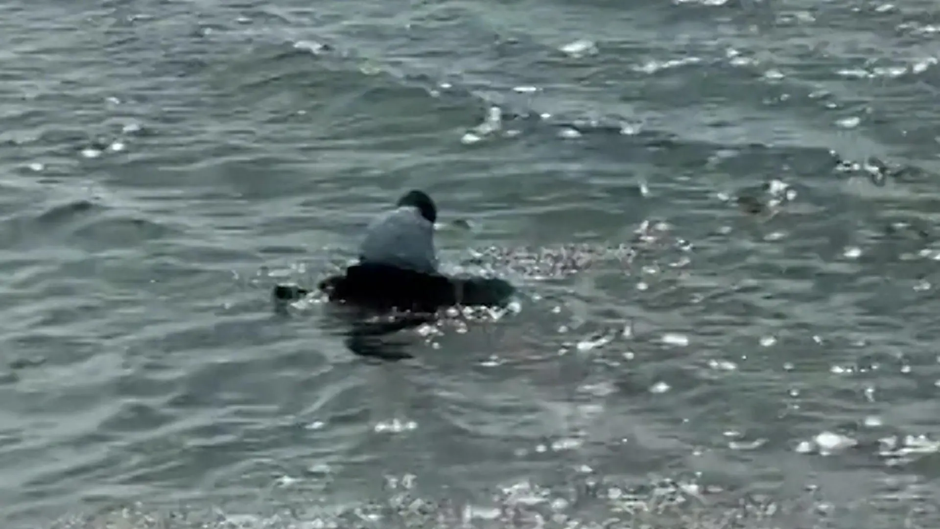 Plötzlich mitten im Meer! Frau vergisst schlafenden Mann am Strand Ihm steht das Wasser bis zum Hals