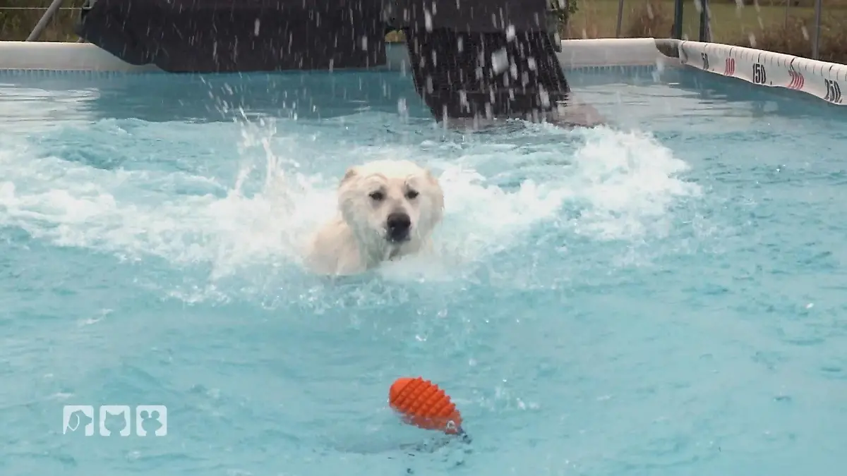 Trendsportart Dog Diving begeistert Voller Sprungkraft voraus