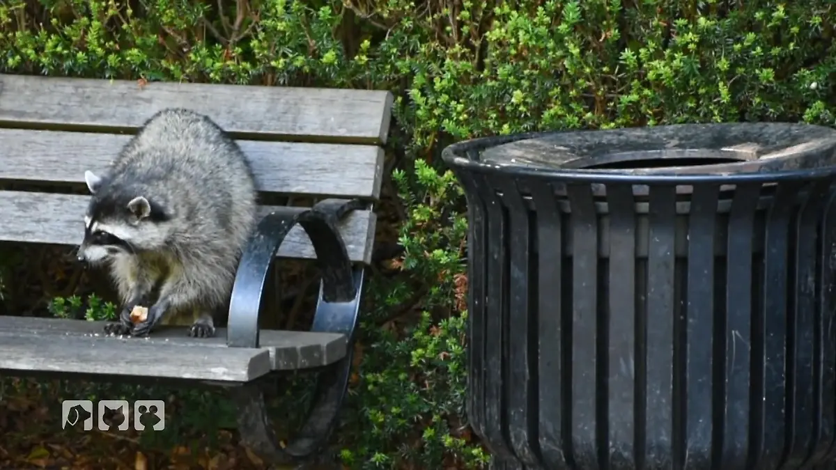 Drei Waschbärwelpen brauchen Hilfe in Berliner Auffangstation Einsatz für Wildtiere