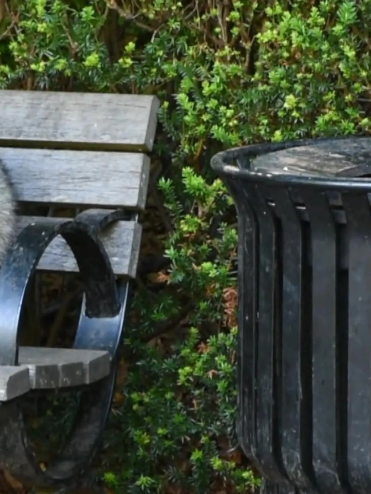Bild zu: "Waschbären in der Stadt"
