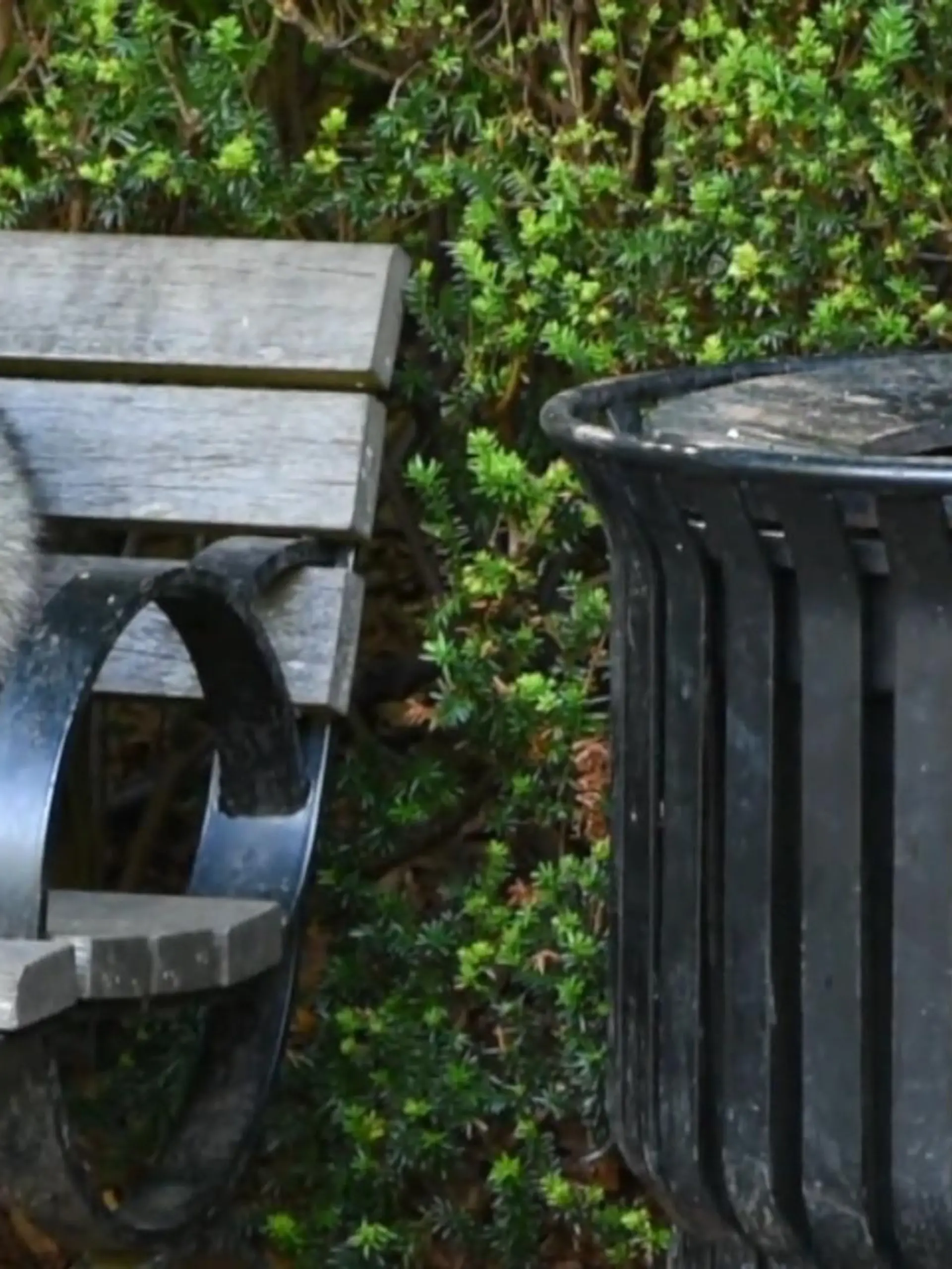 Bild zu: "Waschbären in der Stadt"