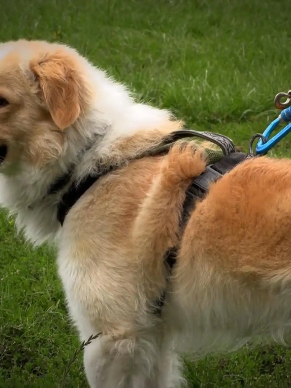 Bild zu: "Katrin Scholz arbeitet mit Hunden, die andere längst abgeschrieben haben"