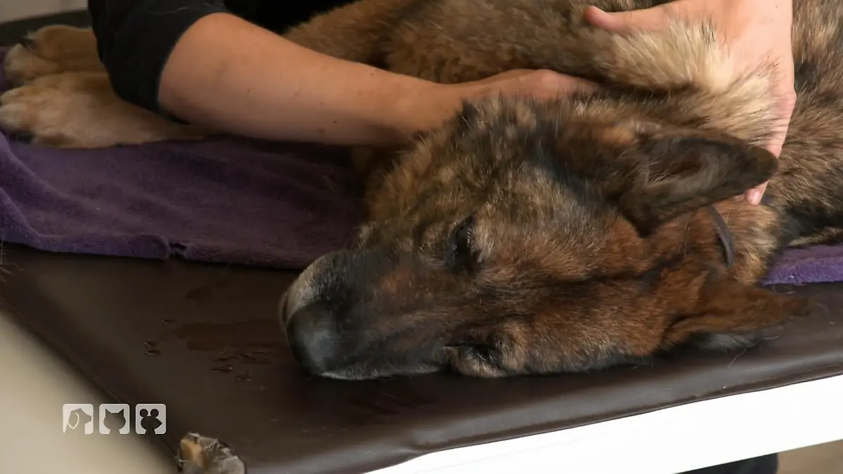 Hündin Kim bekommt im Hundezentrum eine entspannende Reha-Massage Wohlfühlprogramm