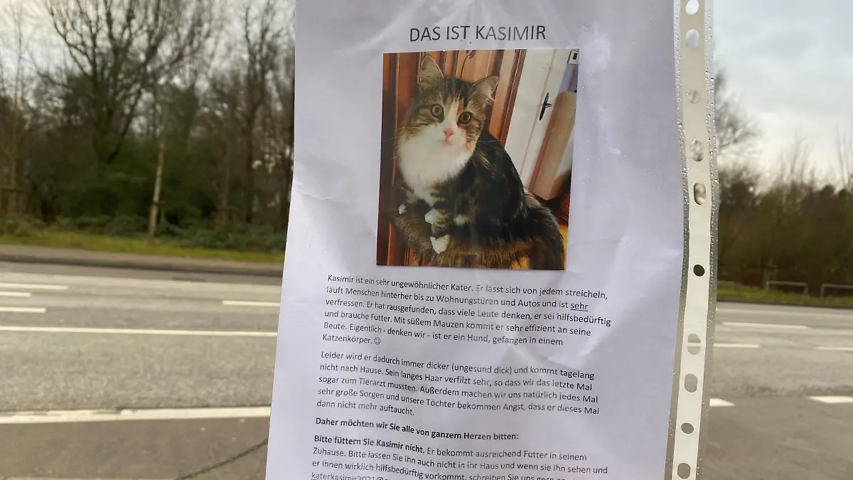 Das ist Kasimir, der Kater mit einem besonderen Talent