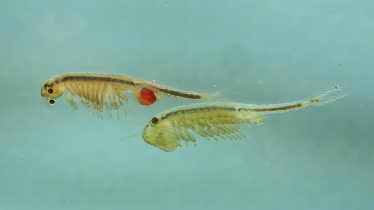 Feenkrebs, Urzeitkrebs (Tanymastix stagnalis), Weibchen und Maennchen, Deutschland