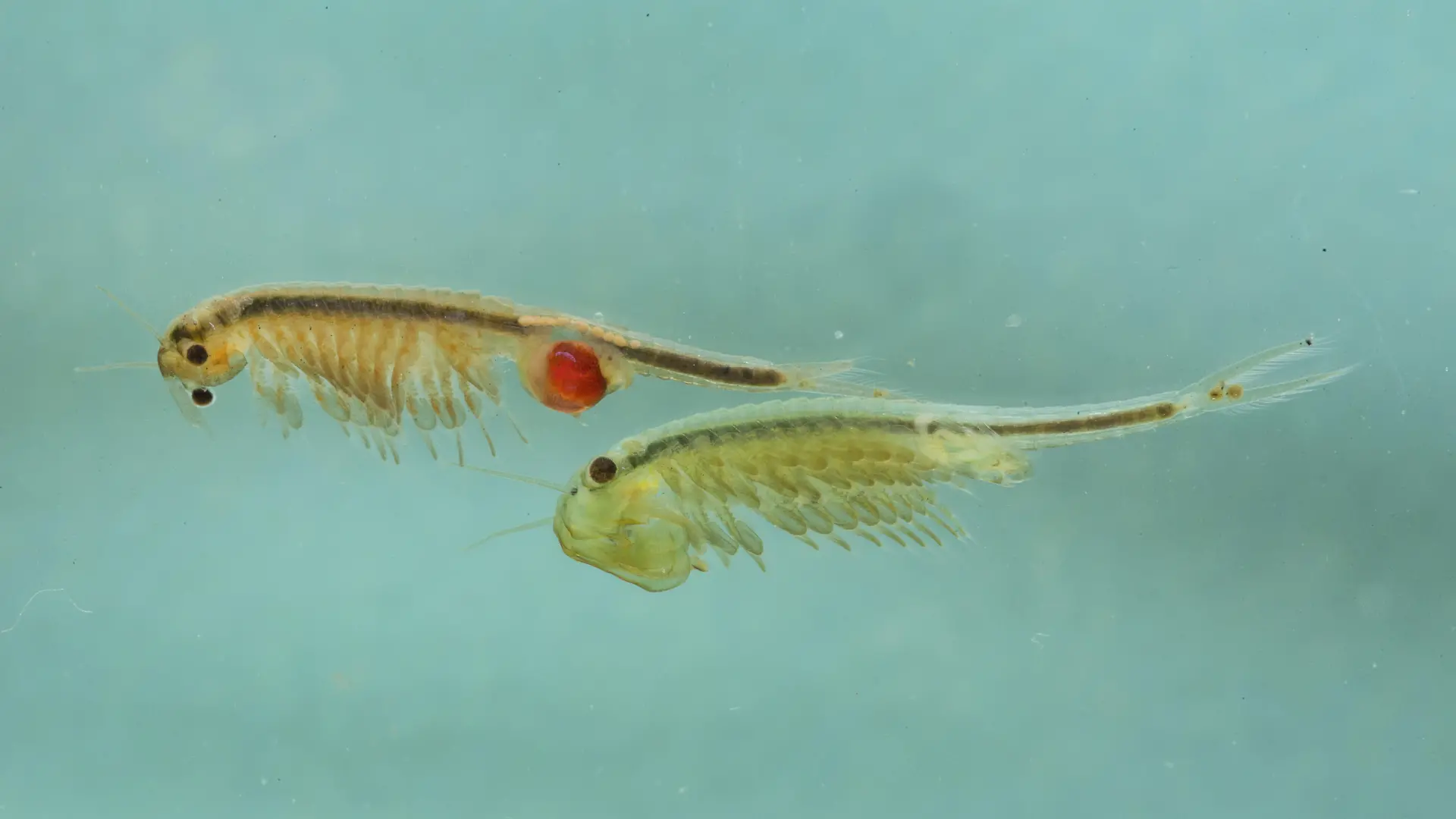 Feenkrebs, Urzeitkrebs (Tanymastix stagnalis), Weibchen und Maennchen, Deutschland