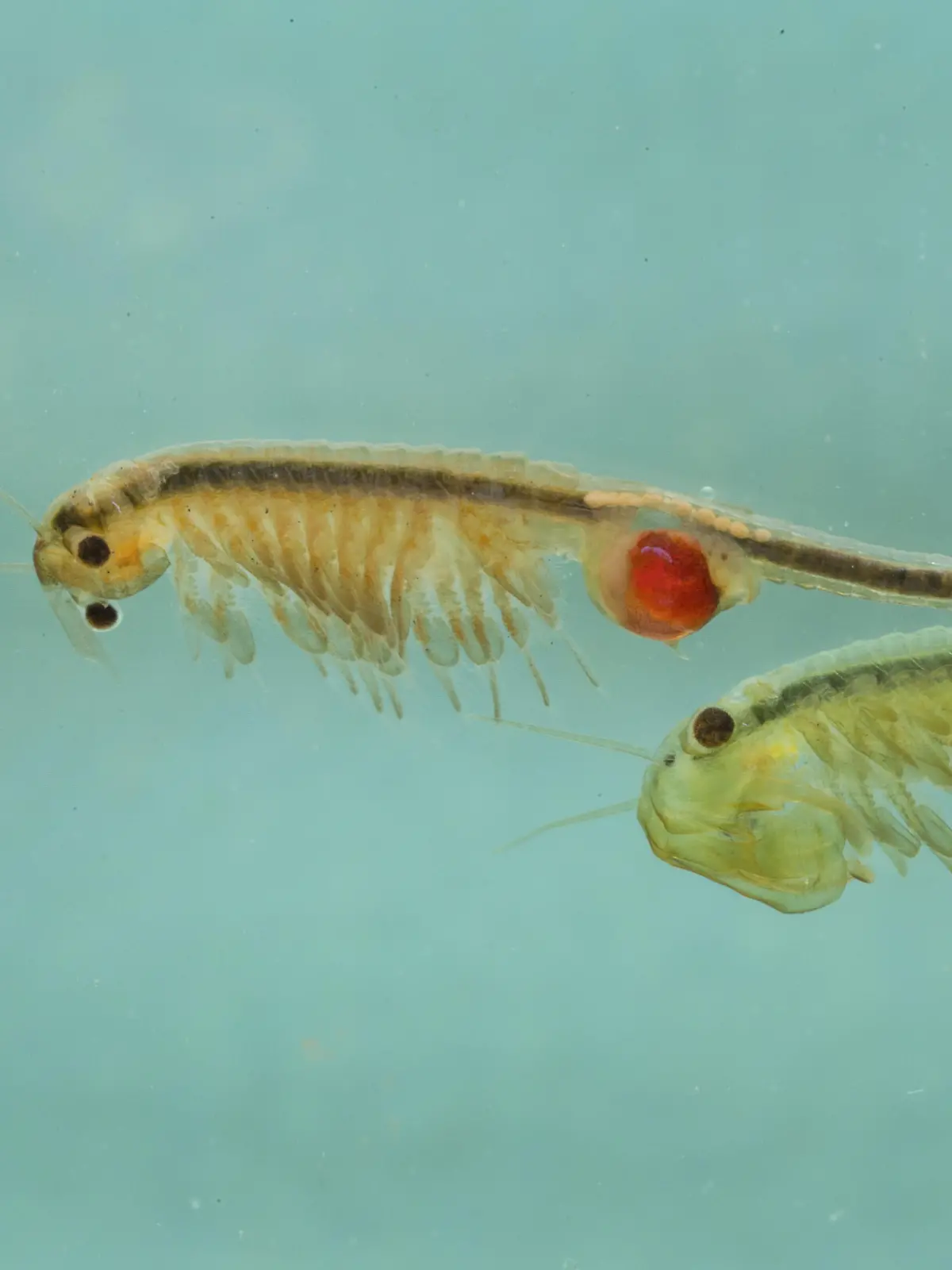 Feenkrebs, Urzeitkrebs (Tanymastix stagnalis), Weibchen und Maennchen, Deutschland