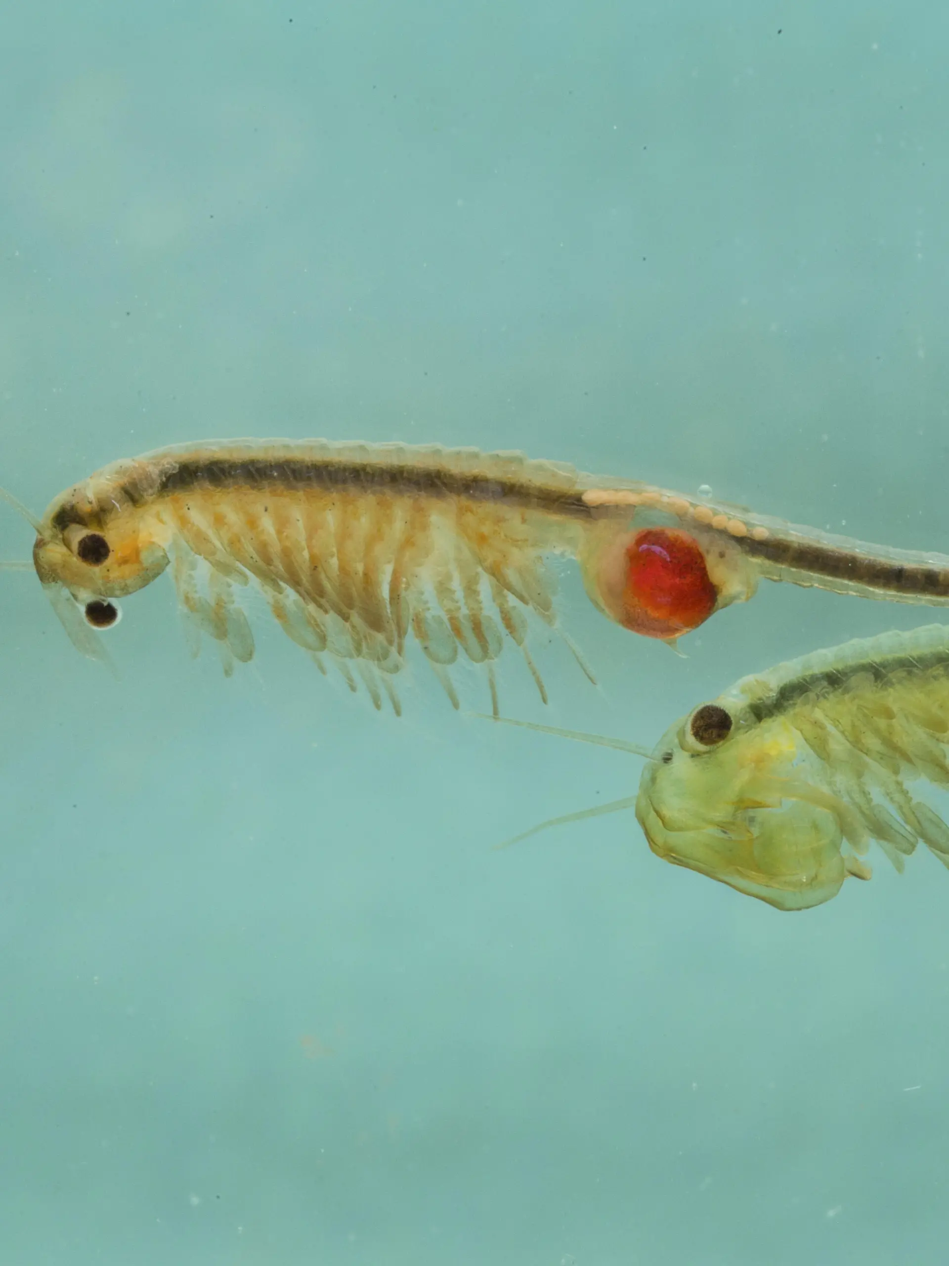 Feenkrebs, Urzeitkrebs (Tanymastix stagnalis), Weibchen und Maennchen, Deutschland