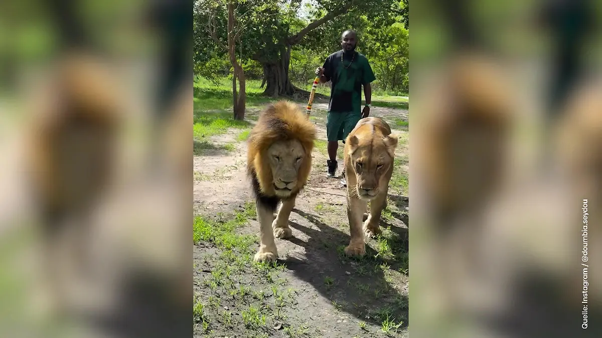 Ex-Fußballstar posiert mit zwei Löwen im Senegal! Mit Wildkatzen auf Gassi-Gang