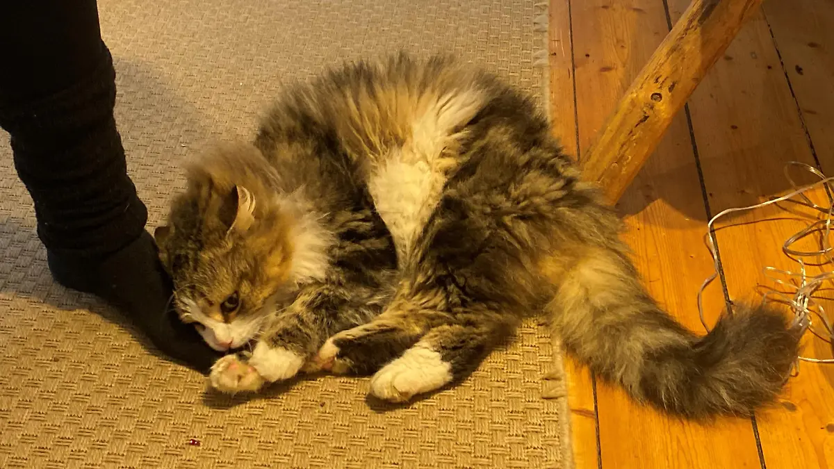 Kasimir in seinem Element, beim Betteln um Futter
