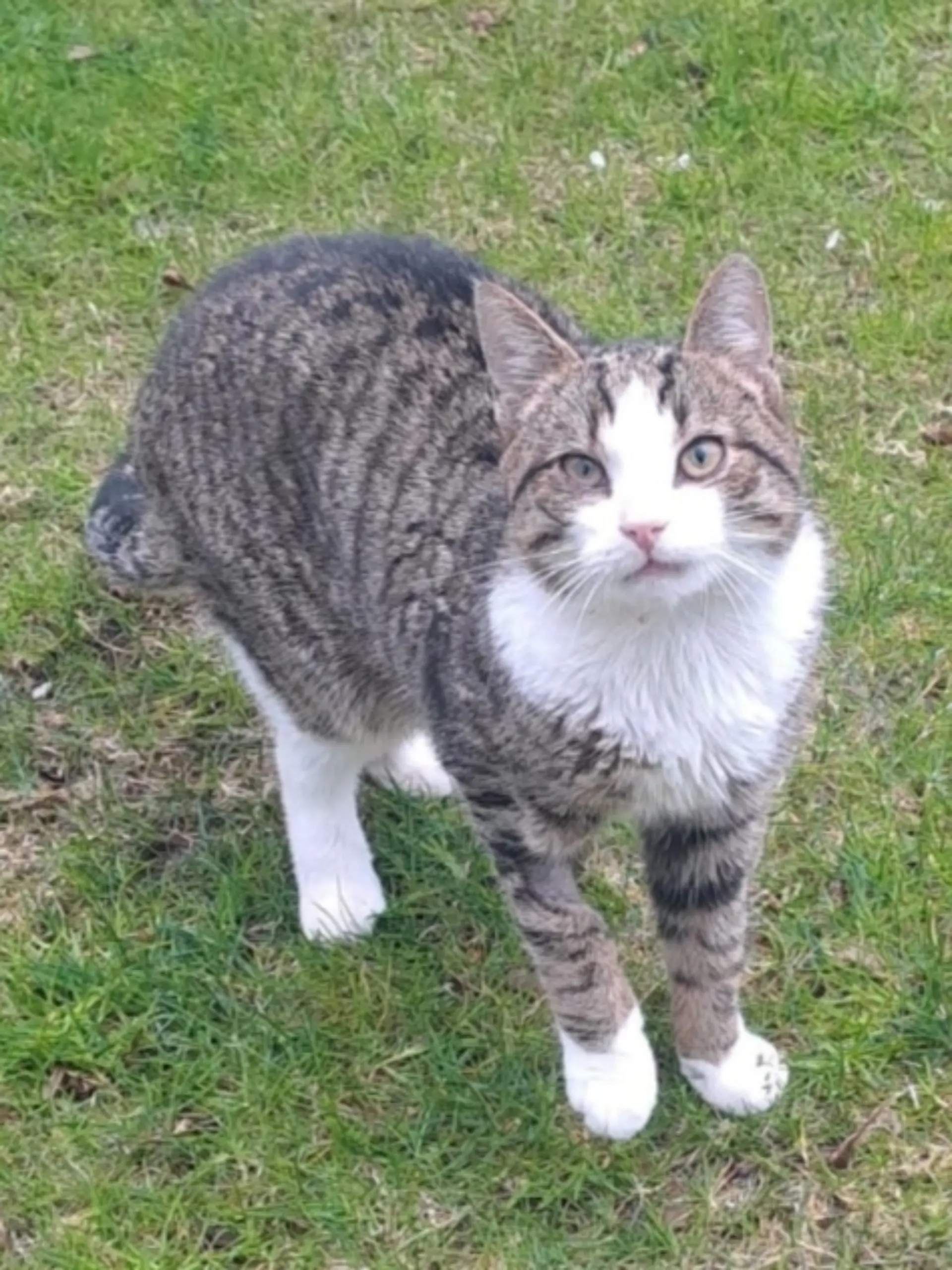 Bild zu: "In verdreckter Box ausgesetzt! Kater Tiny Tim wartet seit Weihnachten auf ein Wunder"