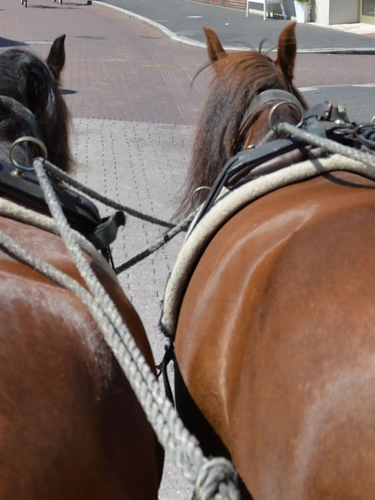Bild zu: "Touri-Kutschpferd Lady kollabiert auf offener Straße und stirbt "