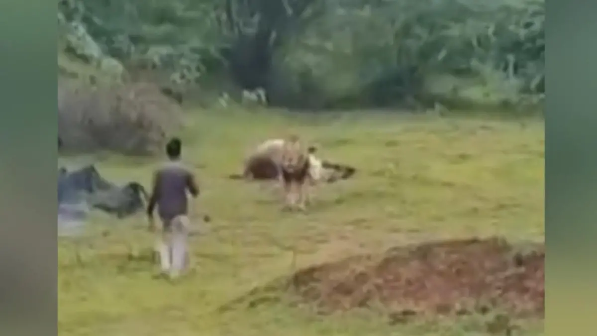 Touri stört Löwen beim Fressen – und wird fast selbst zur Beute! Damit er ihn besser sehen kann!
