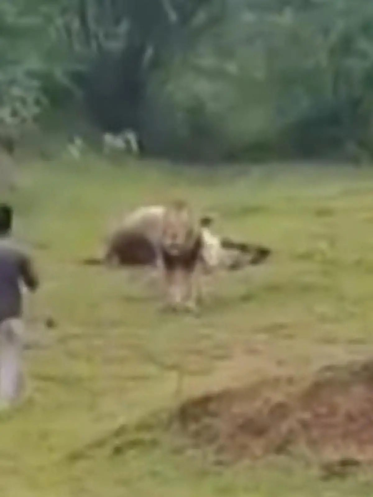Lebensgefährliche Aktion! Tourist stört Löwe beim Fressen