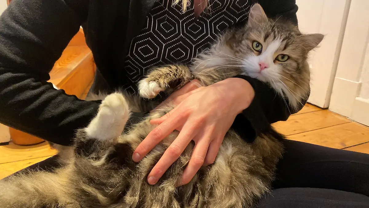 Süß und unschuldig blickt Kasimir in die Kamera: Auf den ersten Blick erkennt man bei dem Kater nicht, dass er es faustdick hinter den Ohren hat