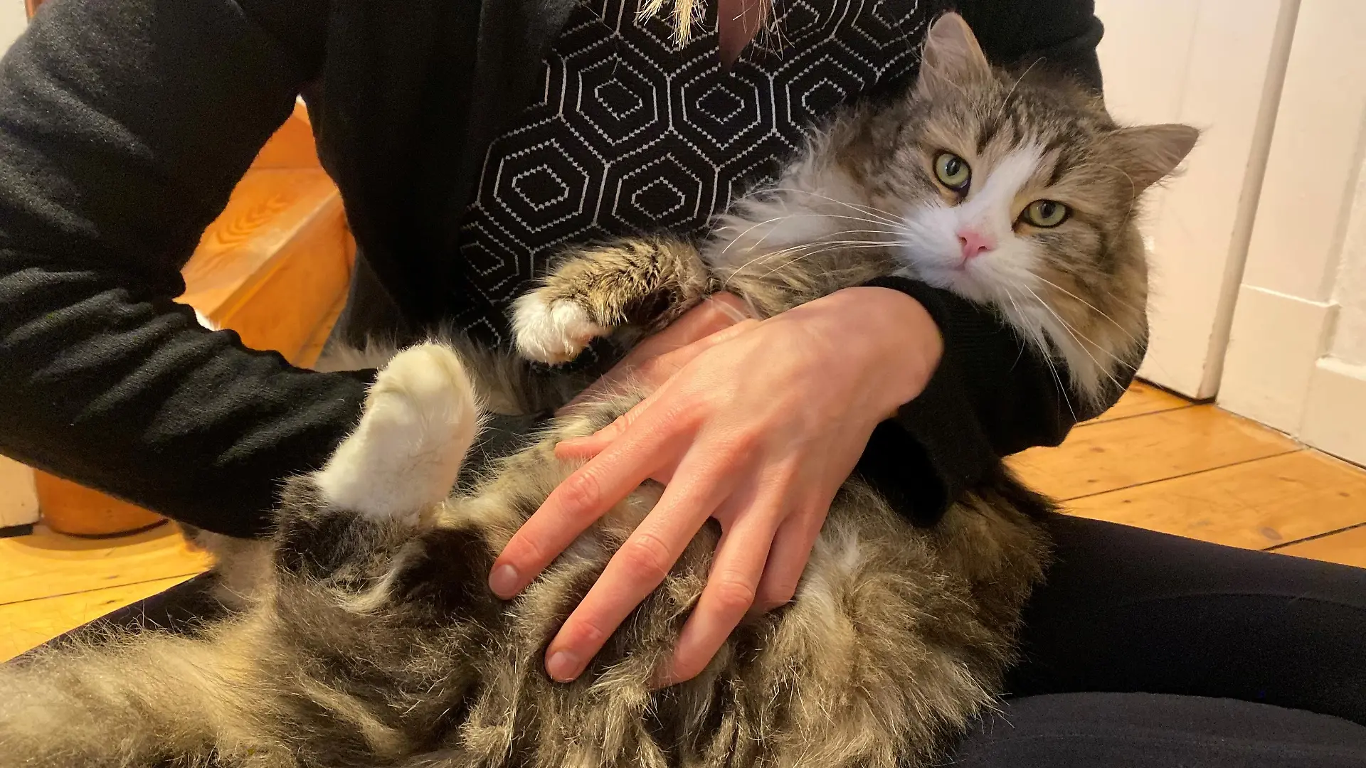 Süß und unschuldig blickt Kasimir in die Kamera: Auf den ersten Blick erkennt man bei dem Kater nicht, dass er es faustdick hinter den Ohren hat
