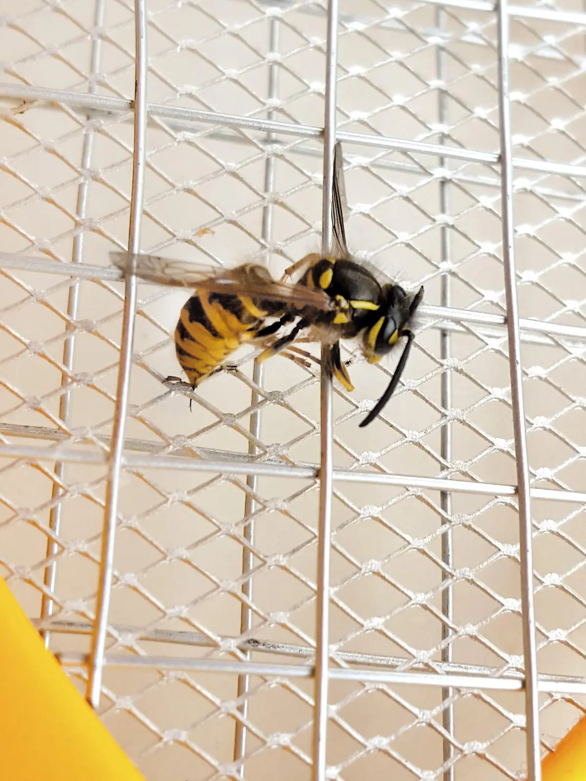 Wespe durch Stromschlag einer elektrischen Fliegenklatsche getötet.