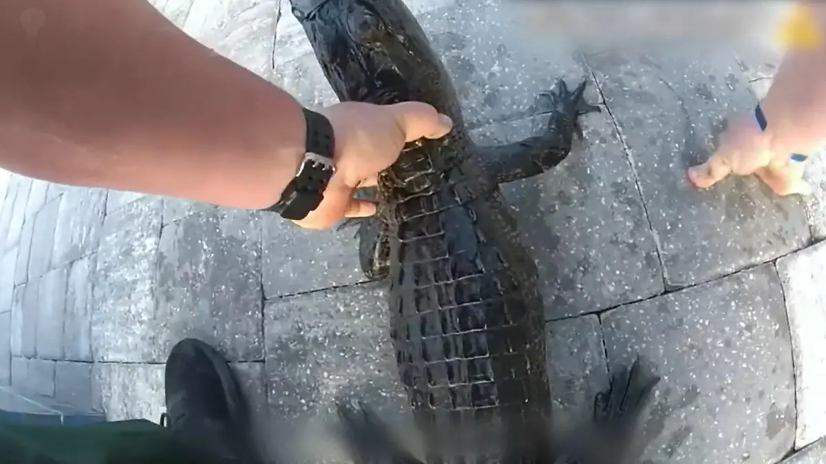Mit bloßen Händen?! Polizist fischt Alligator aus Familien-Pool Reptil wollte nur planschen