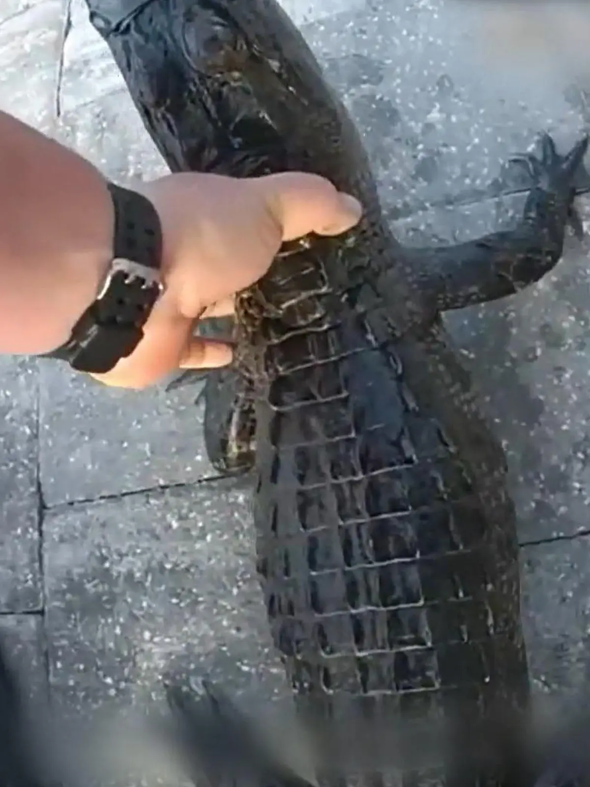 Bild zu: "Mit bloßen Händen?! Polizist fischt Alligator aus Familien-Pool"