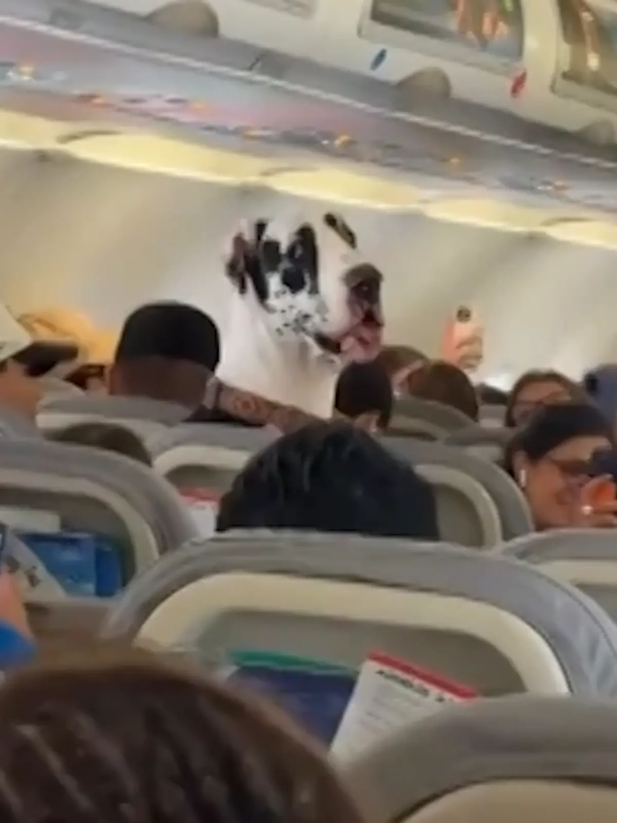 Horus darf mit nach Cancun. 