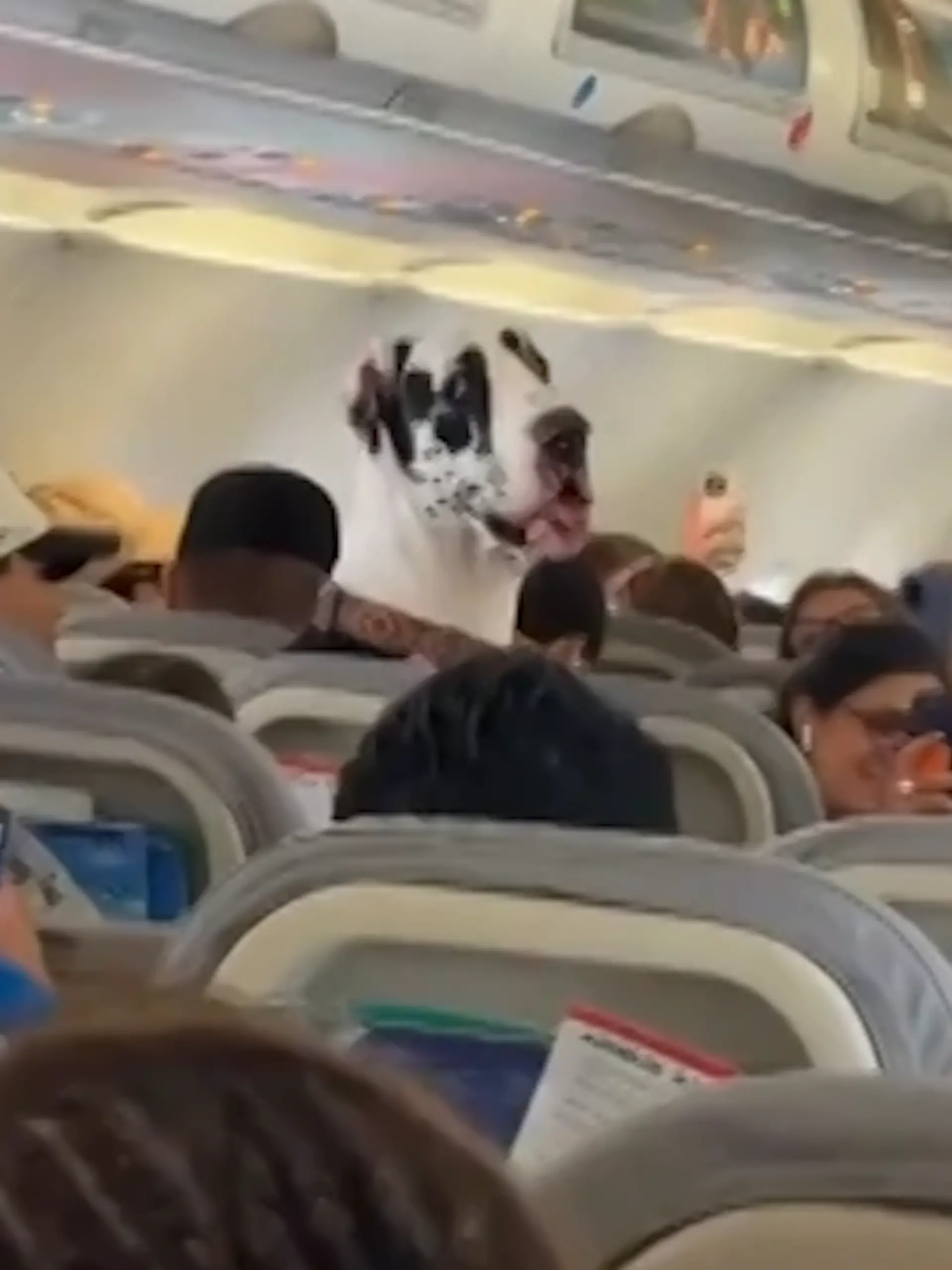 Horus darf mit nach Cancun. 