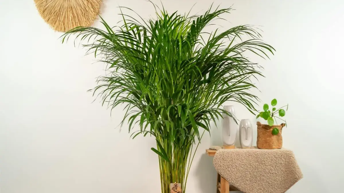 Areca-Palme