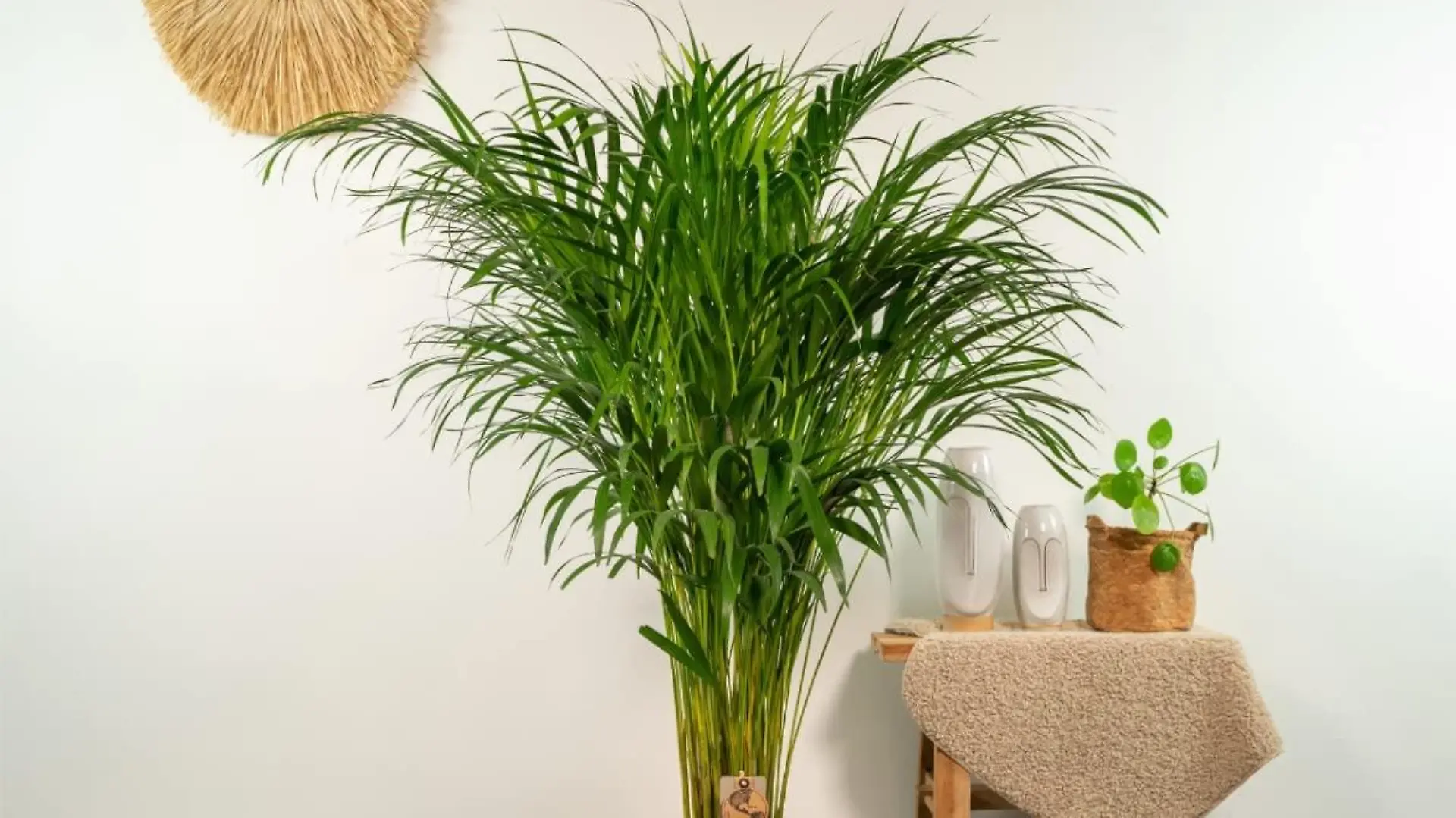 Areca-Palme
