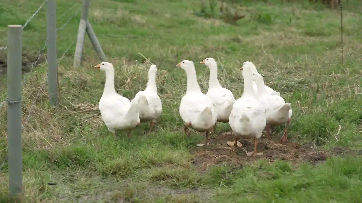 Auf dem Hof Gut Gemacht in St. Annen lebt eine ganze Gänseschar.