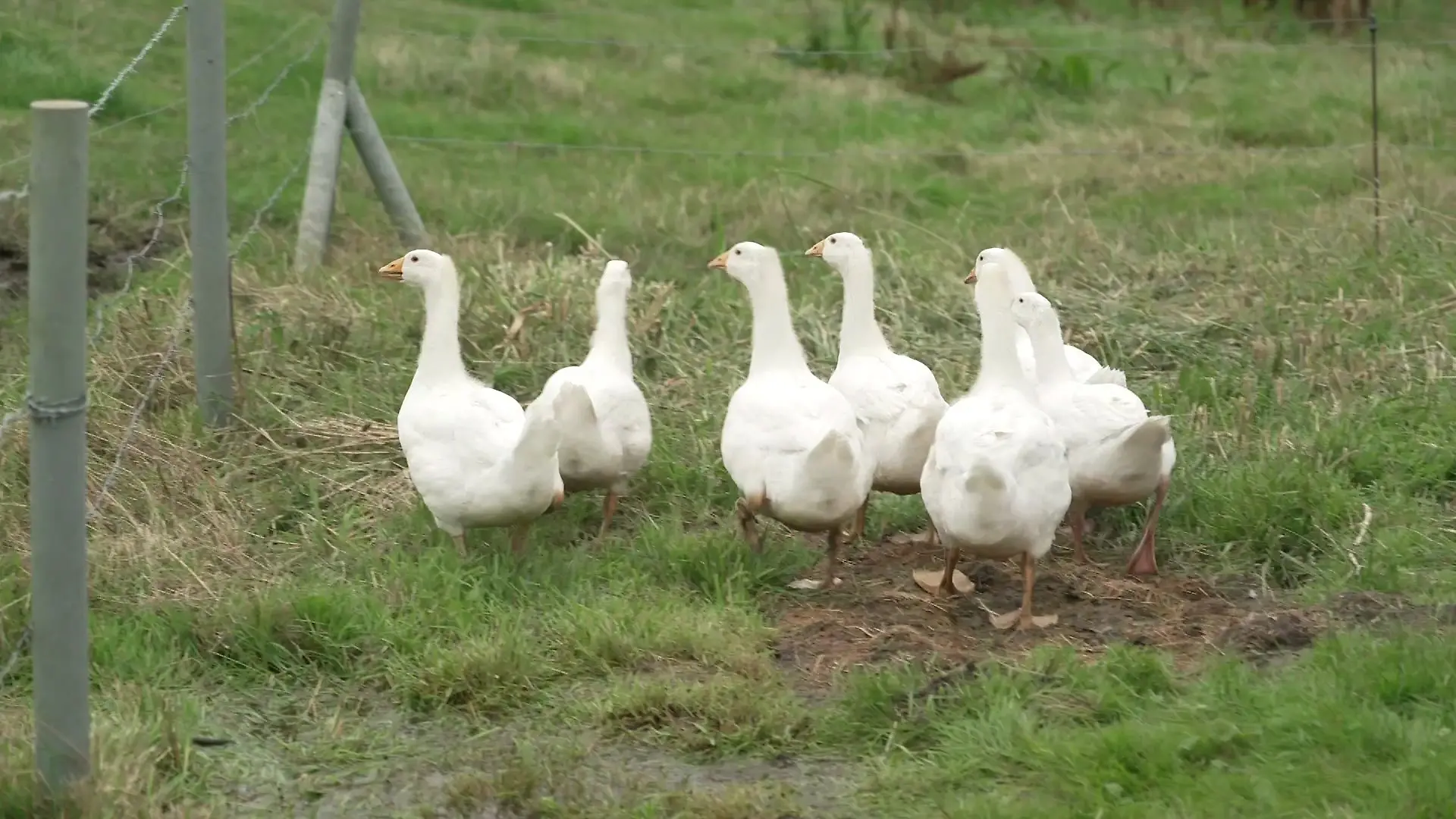 Auf dem Hof Gut Gemacht in St. Annen lebt eine ganze Gänseschar.