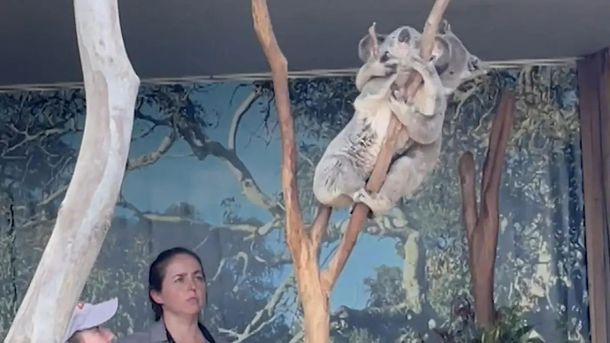 Bambus-Bums! Sex-Koalas bringen Zoo-Gehege zum Beben Da müssen die Pfleger eingreifen!