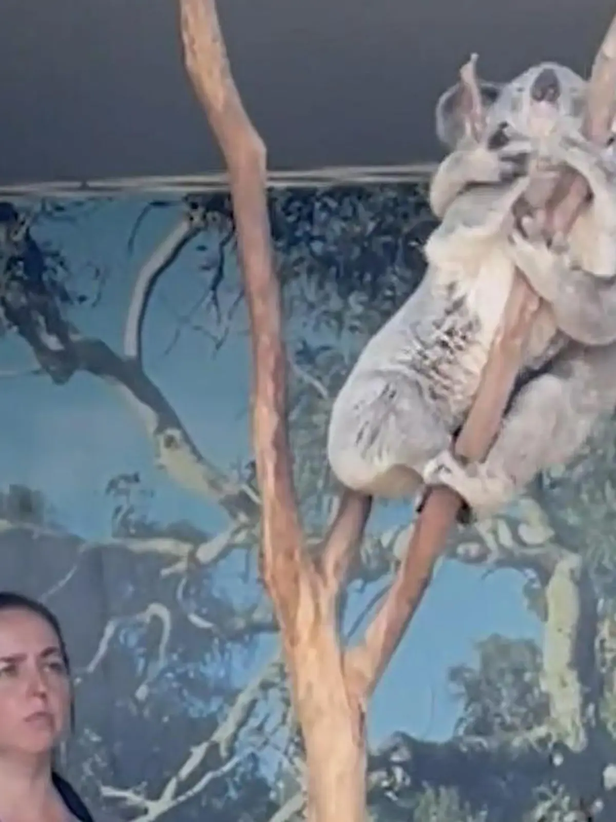 Bild zu: "Bambus-Bums! Sex-Koalas bringen Zoo-Gehege zum Beben"