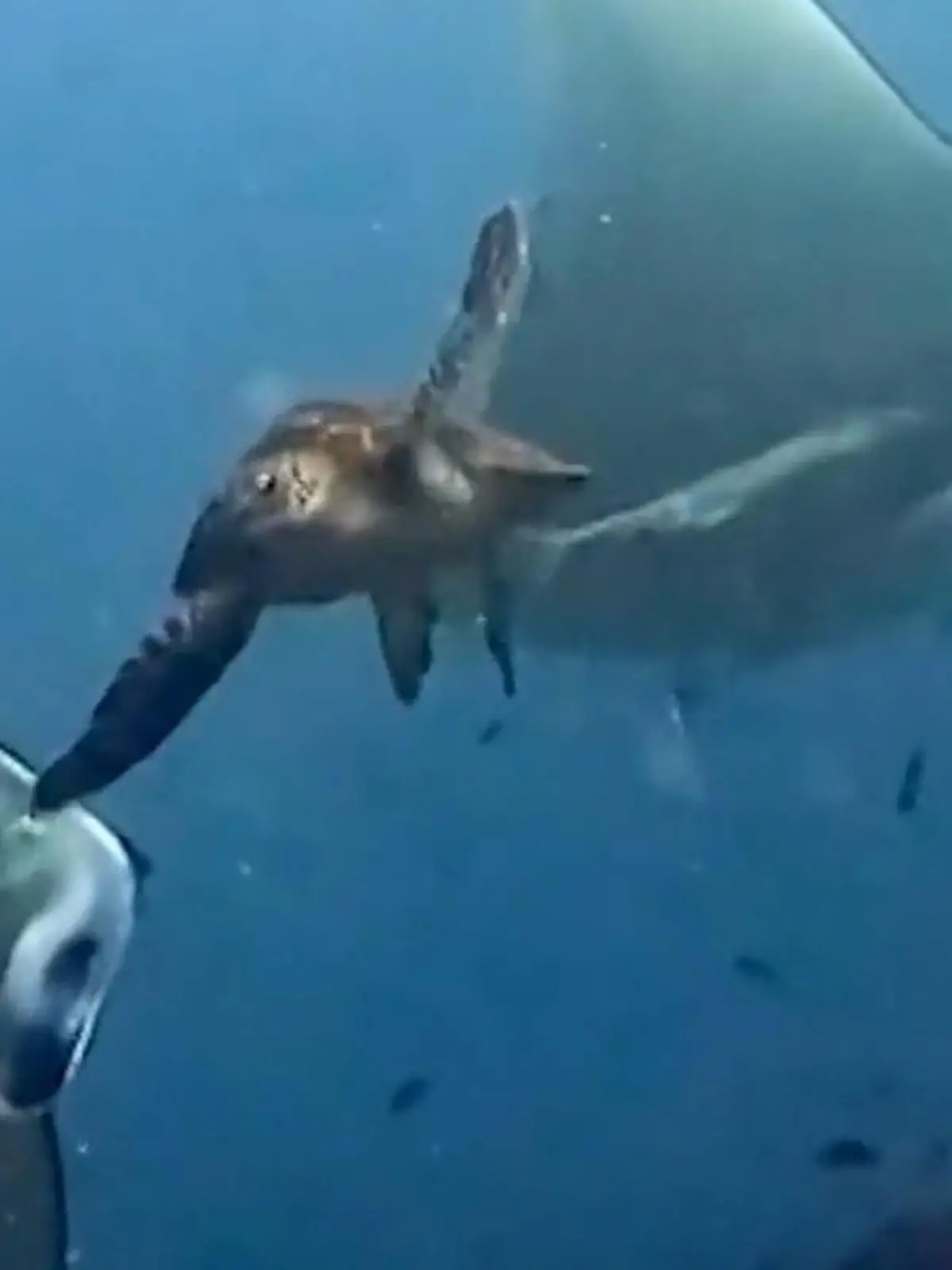 Beeindruckende Rechte! Schildkröte legt sich mit Rochen an