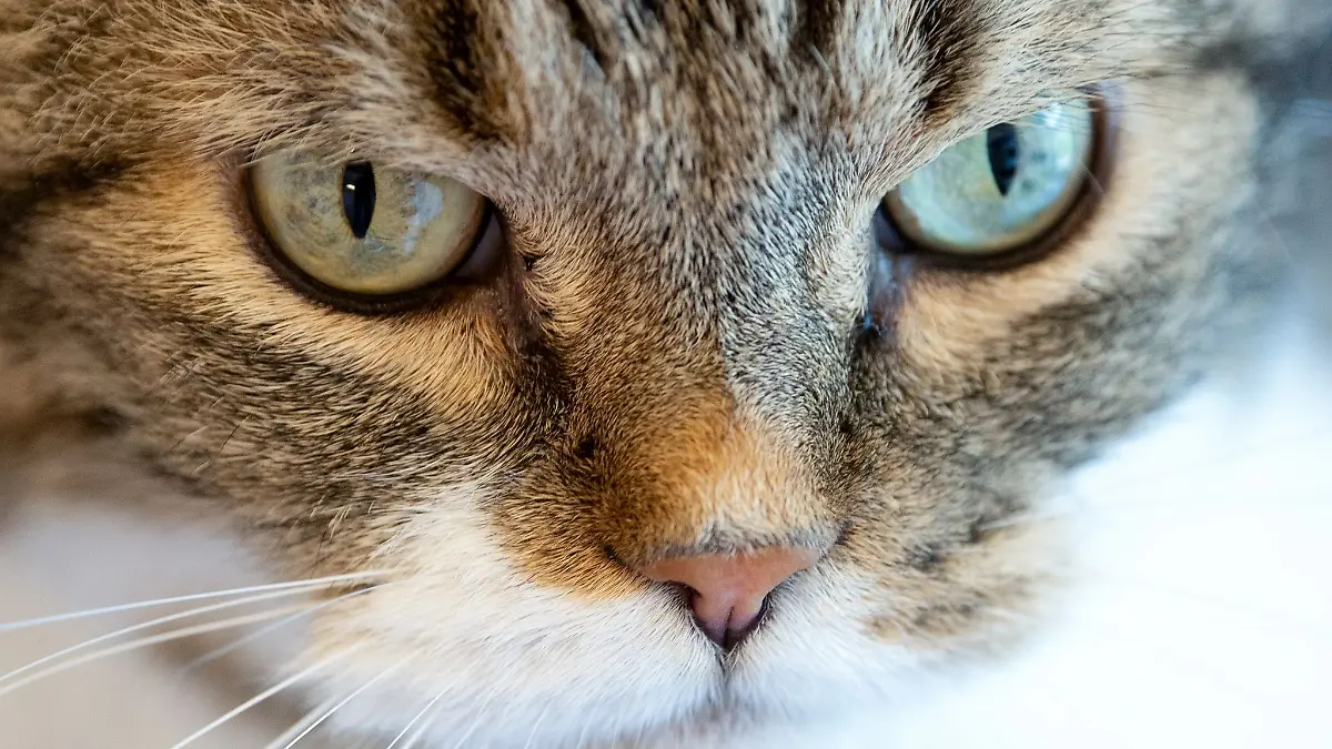 Weil so viele Katzen in Tierheimen landen, verlangen Tierschützer eine Kastrationspflicht. (Symbolbild)