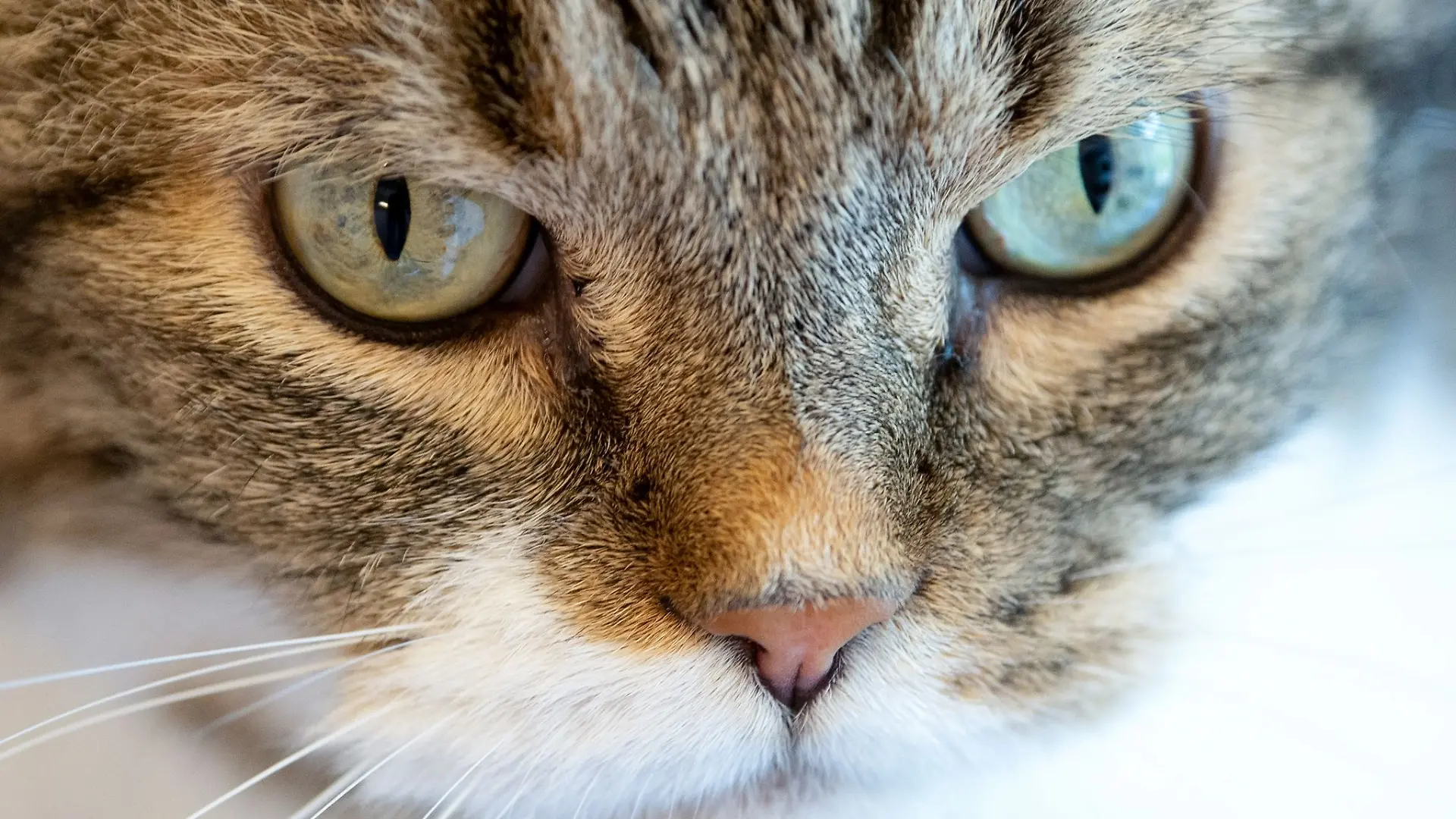 Weil so viele Katzen in Tierheimen landen, verlangen Tierschützer eine Kastrationspflicht. (Symbolbild)