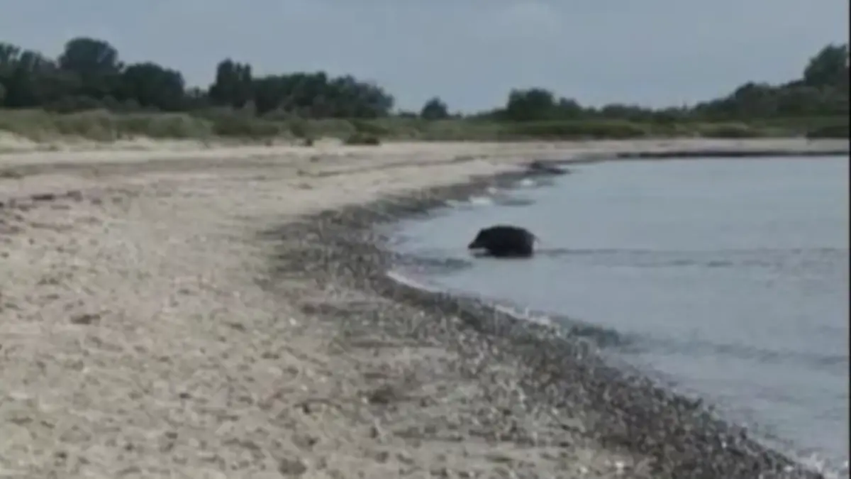 Ein undefiniertes, haariges Tier schwimmt in der Hohwachter Bucht an der Ostseeküste.