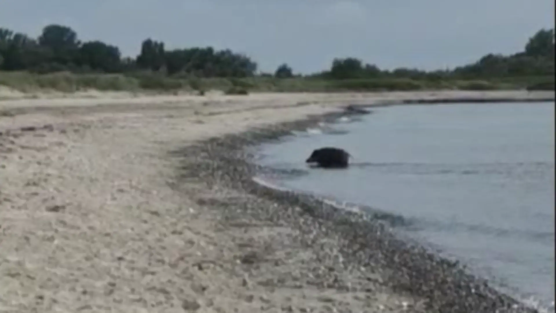 Ein undefiniertes, haariges Tier schwimmt in der Hohwachter Bucht an der Ostseeküste.