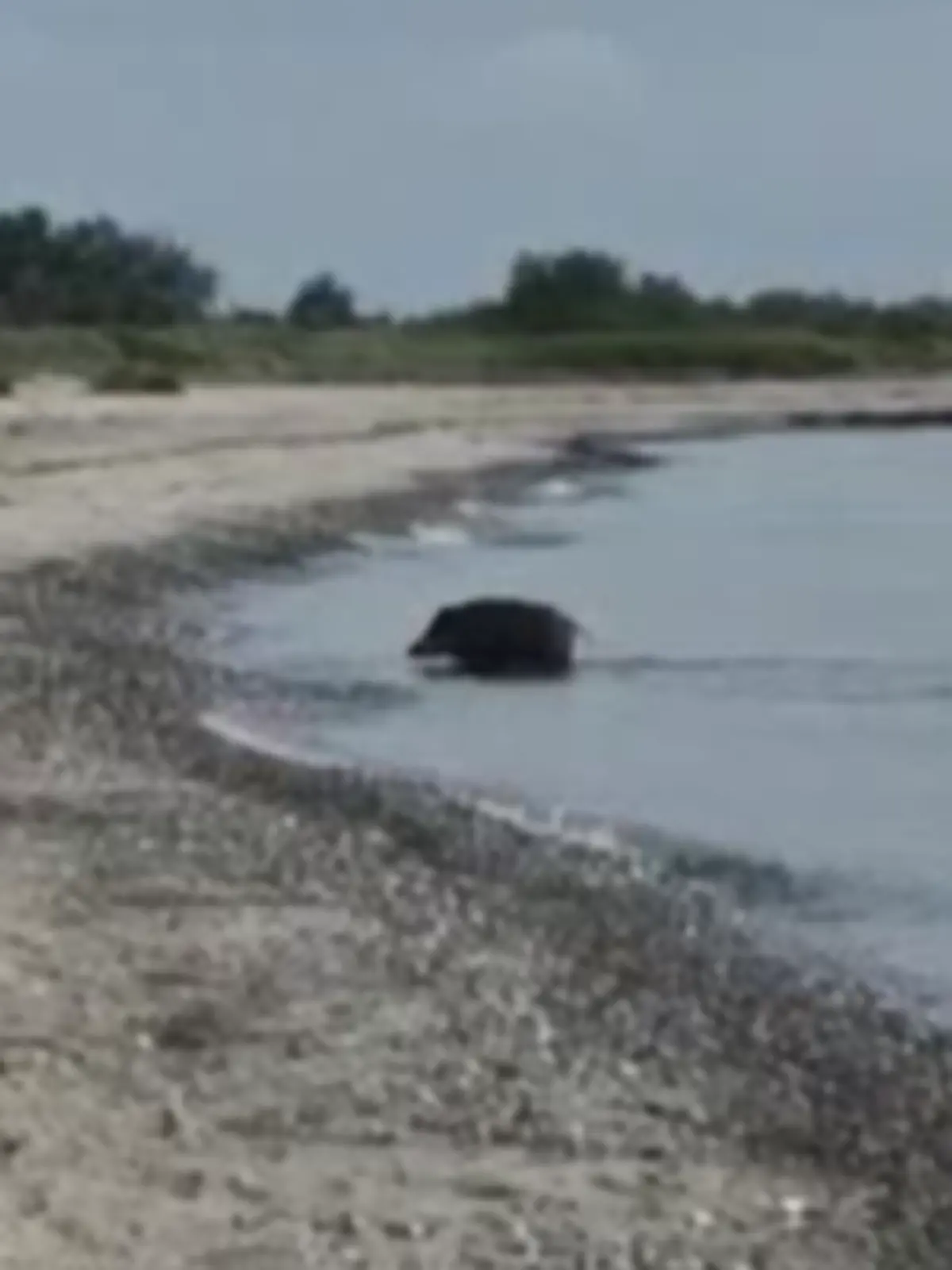 Ein undefiniertes, haariges Tier schwimmt in der Hohwachter Bucht an der Ostseeküste.