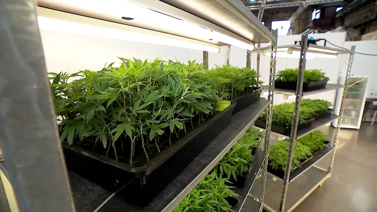 Cannabis-Messe „Cannafair“ in Düsseldorf gestartet Kein Cannabis?