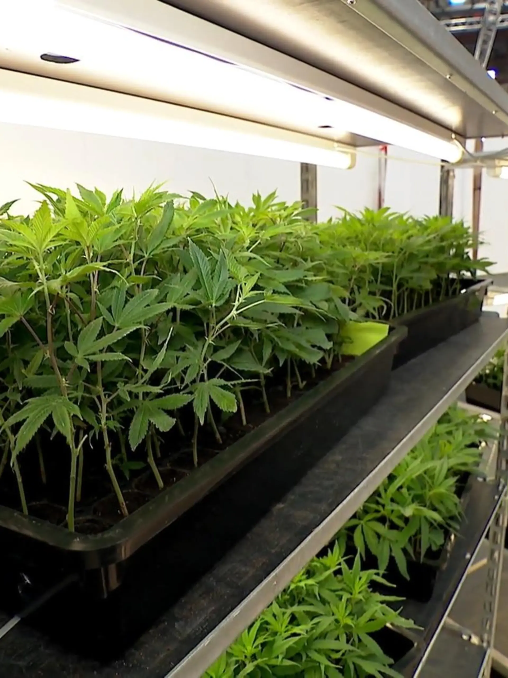 Bild zu: "Cannabis-Messe „Cannafair“ in Düsseldorf gestartet"