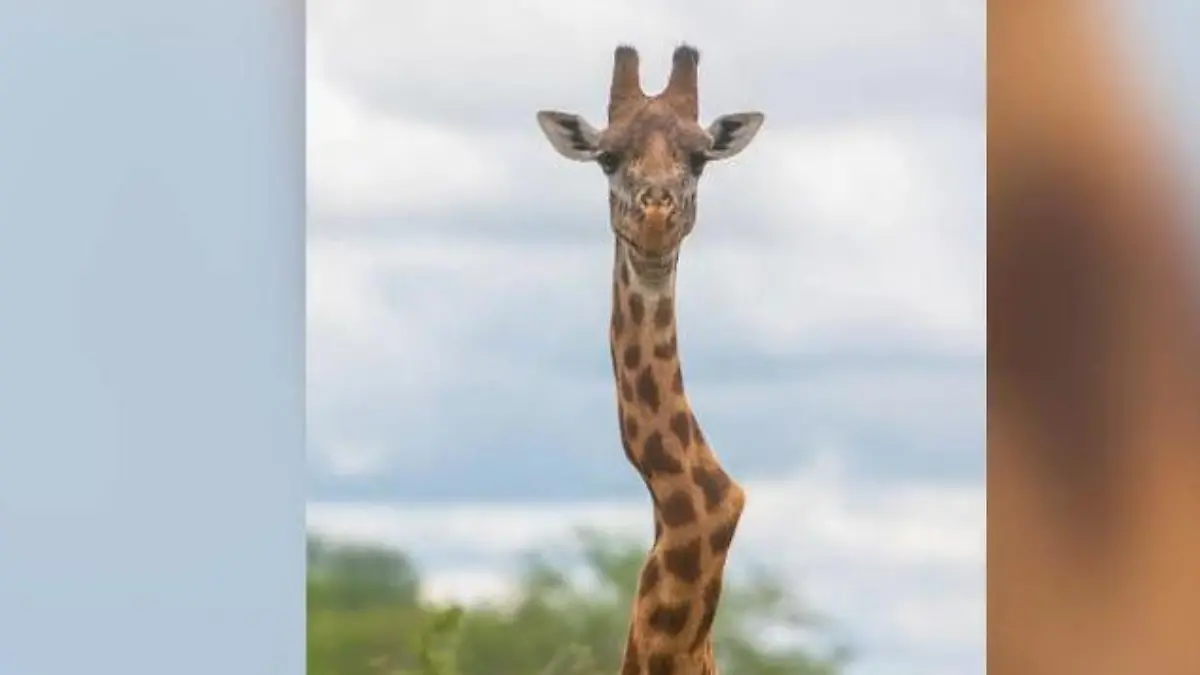 Sechs Jahre vermisst! Krumme Giraffe ist jetzt Oberhaupt einer Hals-Horde Nein, ihr habt keinen Knick in der Optik!