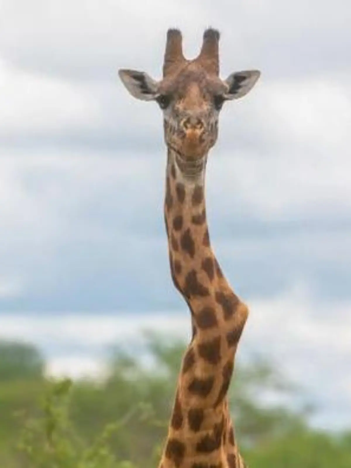 Sechs Jahre vermisst! Krumme Giraffe ist jetzt Oberhaupt einer Hals-horde