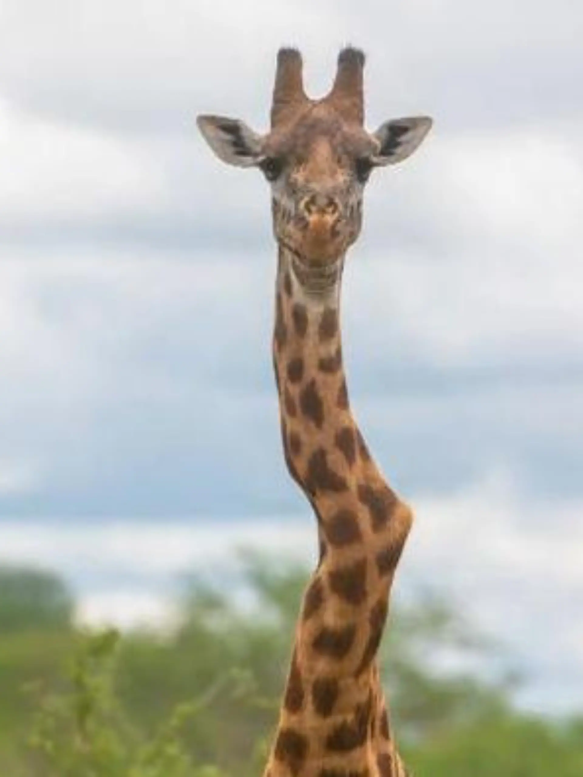 Sechs Jahre vermisst! Krumme Giraffe ist jetzt Oberhaupt einer Hals-horde
