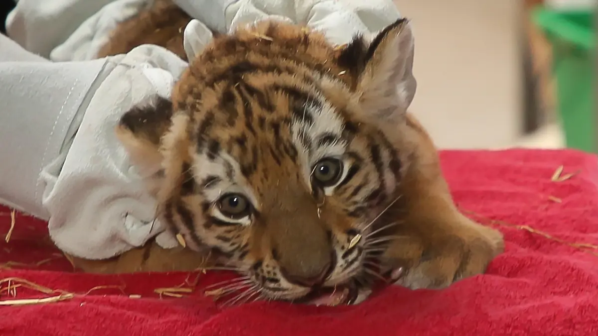 Ein Tigerbaby bei einer Untersuchung