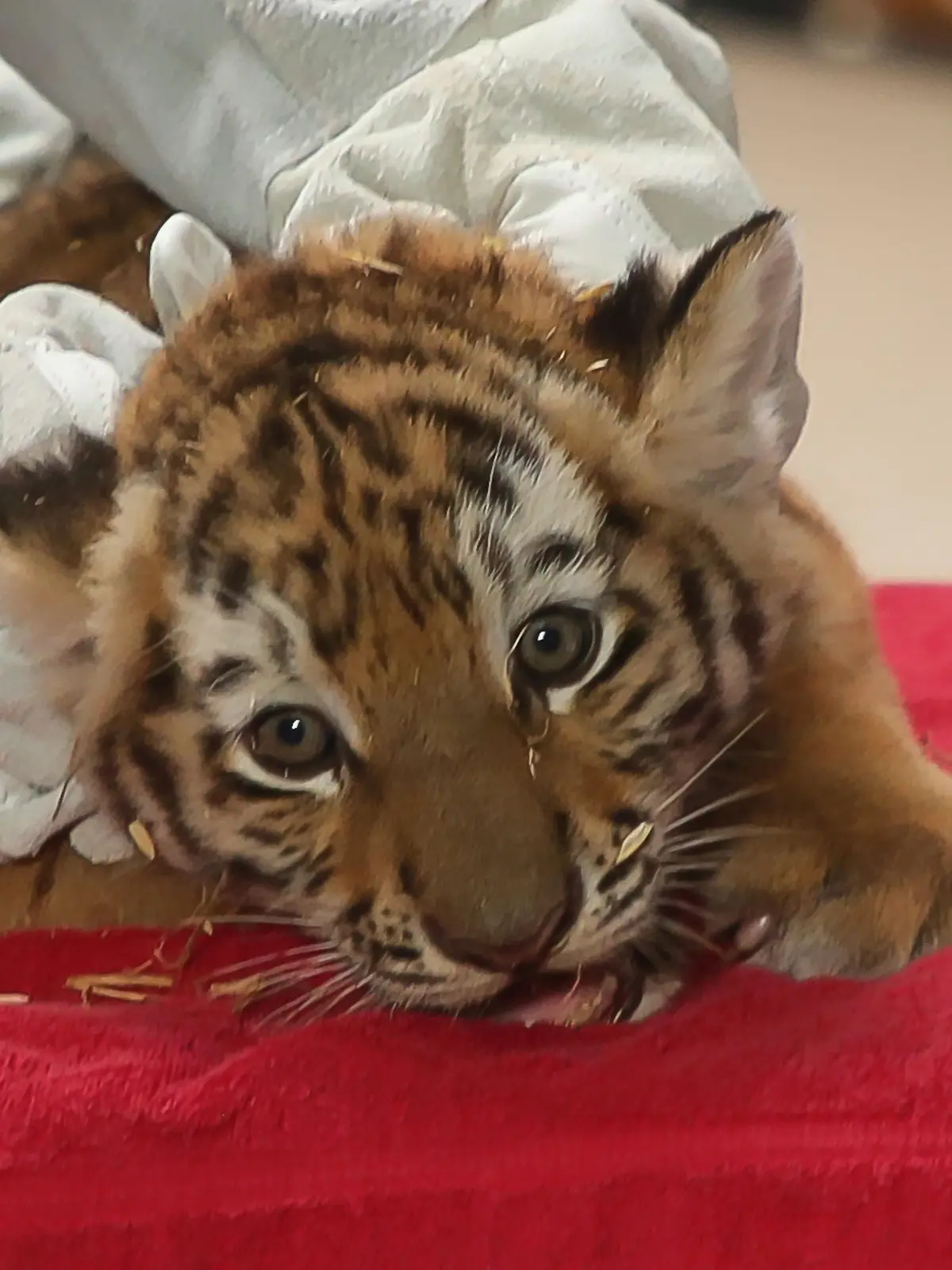 Ein Tigerbaby bei einer Untersuchung