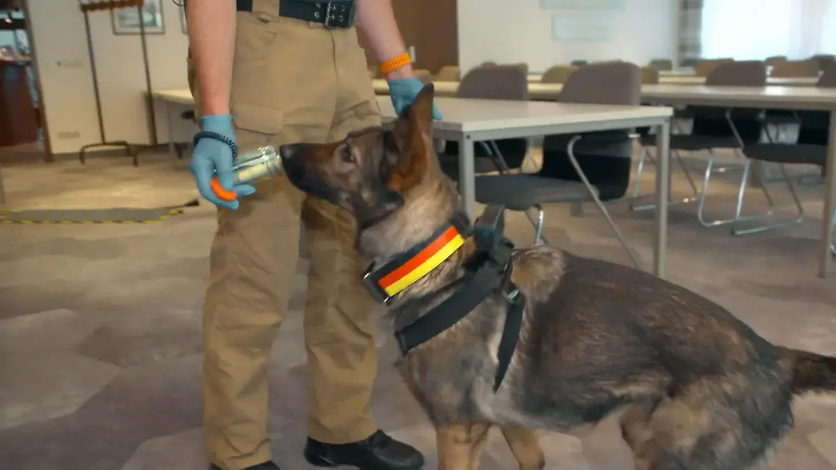 Warum Privatmenschen Suchhunde buchen Spürhunde für Bargeld